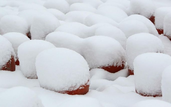 Snow decorated pumpkins are seen in Eichenau, near Munich October 28, 2012. REUTERS/Michaela Rehle (GERMANY - Tags: ENVIRONMENT SOCIETY) Published: Říj. 28, 2012, 9:39 dop.