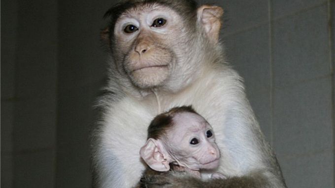 Nové hvězdy českých zoo: Tato mláďata se letos narodila