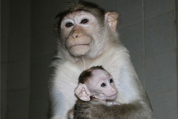 V ZOO Ústí nad Labem se 27. února narodil sameček makaka kápového, malý "velký ušatec". Na první pohled je nápadný právě díky velkým uším, jež jsou velikostně téměř totožné jako u dospělých členů skupiny.