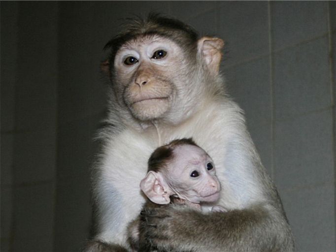 V ZOO Ústí nad Labem se 27. února narodil sameček makaka kápového, malý "velký ušatec". Na první pohled je nápadný právě díky velkým uším, jež jsou velikostně téměř totožné jako u dospělých členů skupiny.