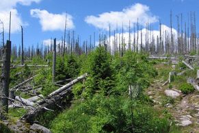 Vyvracíme mýty o Šumavě, tvrdí vědci. Tvrdí, že kůrovec zničil mnohem méně stromů