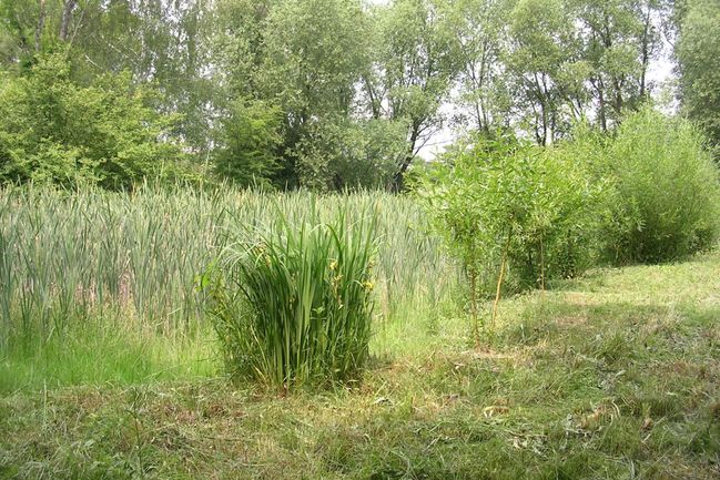 Pražské mokřady Triangl