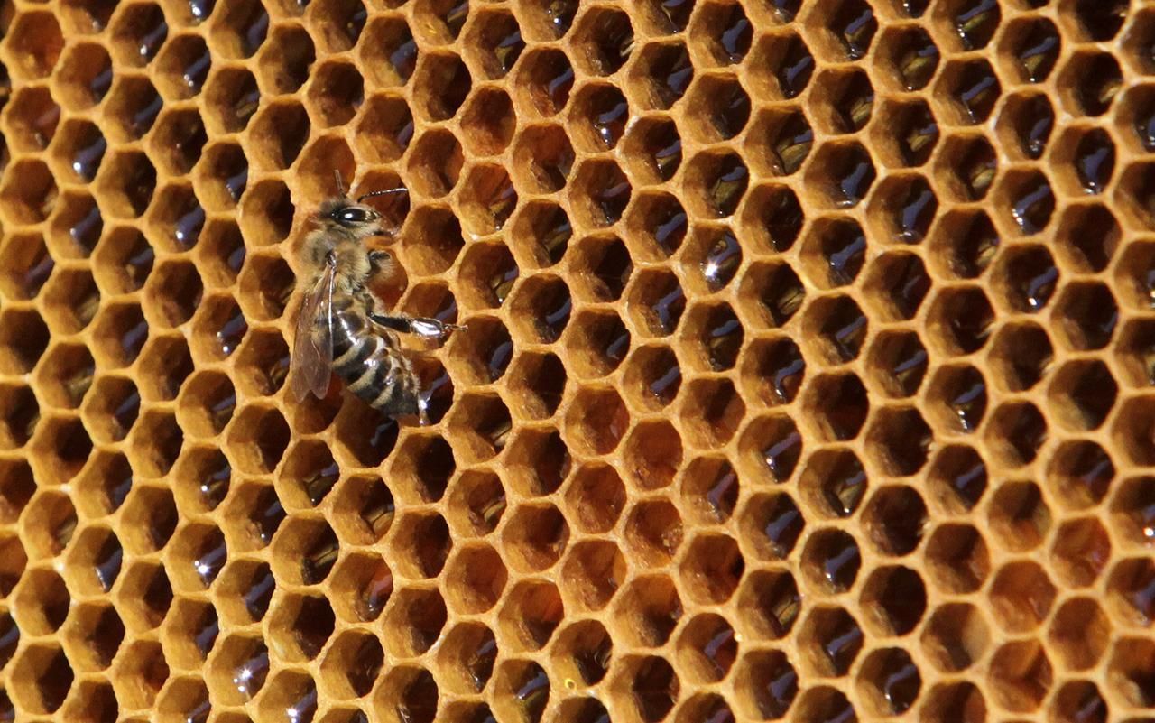 Včely na Ruzyni