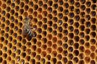 Kvalita medu, který produkují místní včely, se přísně kontroluje; jde o způsob, jak zjistit, jak moc letiště znečišťuje životní prostředí.