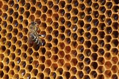 V Olomouci se vážně zranil včelař, snažil se zachránit hořící úl