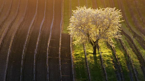 Krajina Moravského Slovácka na snímcích Radka Severy