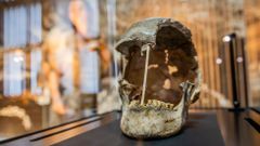 fosilní lebka ženy