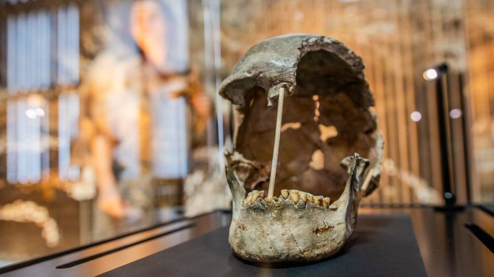 Národní muzeum vystavuje unikátní lebku ženy, která žila před 45 000 lety; Zdroj foto: Národní muzeum