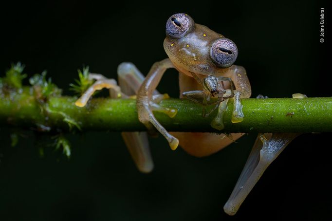 Vítězové soutěže Wildlife Photographer of the Year 2020