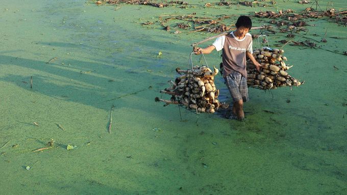 Někdejší turistická atrakce, čínské jezero Yingtan, je nyní zamořeno řasami a chemikáliemi.