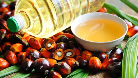 Bojkot palmového oleje? Nesmysl, jíst musíme, lesy se víc ničí kvůli biopalivům, říká ekolog