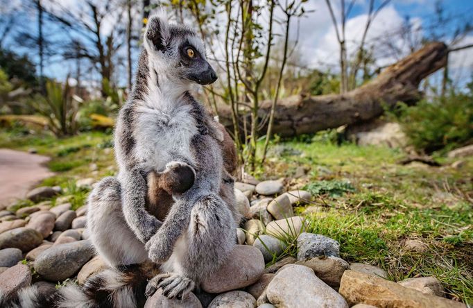 Podívejte se na nejkrásnější fotografie zvířat za rok 2020