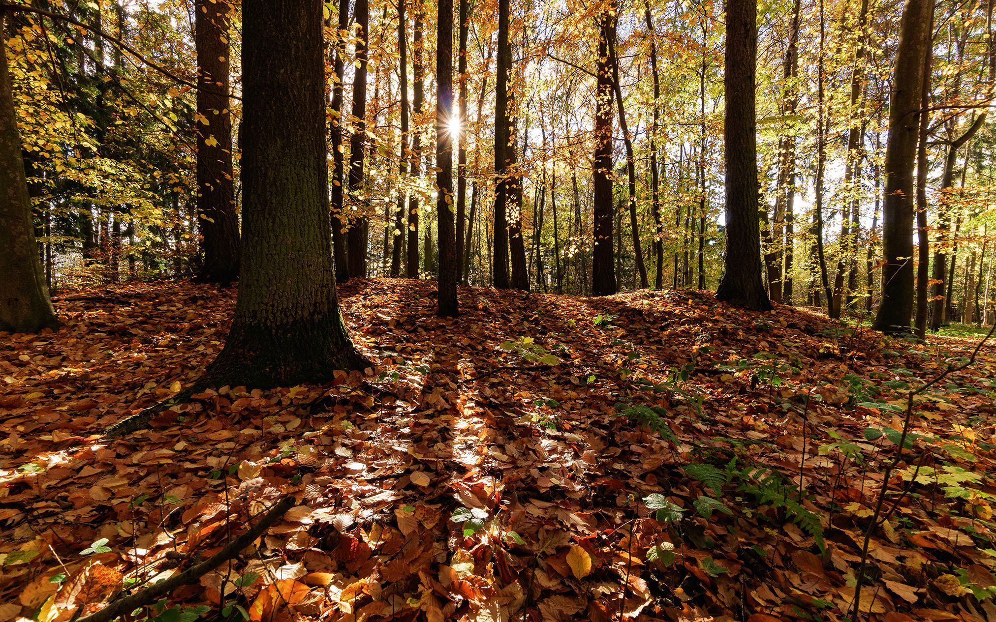 Mohyly z doby bronzové u Velké Dobré na Kladensku, podzim