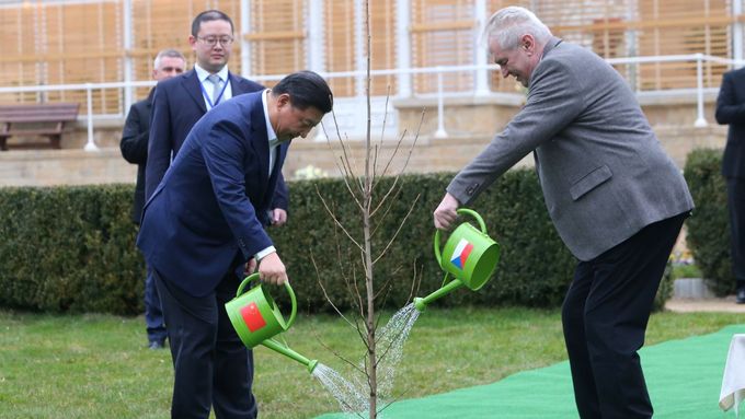 Ať roste, ať rozkvétá. Jako naše vztahy! Si Ťin-pching a Miloš Zeman spolu zasadili památný strom přátelství. Lány, 28. března 2016.