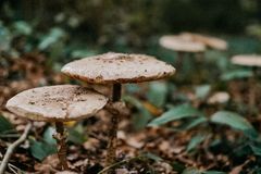 Oblíbené houby mizí z českých lesů. Na některých už si v budoucnu třeba nepochutnáte