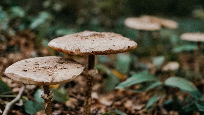 Popularita houbaření v Česku je podle Petra Havla dána mimo jiné dostupností lesů.