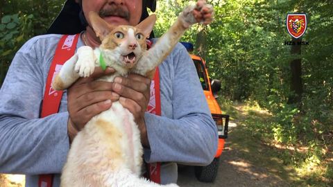 Kočka v nouzi. Hasiči zachraňovali domácího mazlíčka ze stromu
