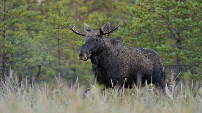 Los Emil pravděpodobně pochází z Polska, do Rakouska se dostal přes Česko. Ilustrační foto.