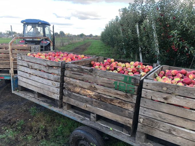 Sklizeň na ovocnářské farmě u Lvova.