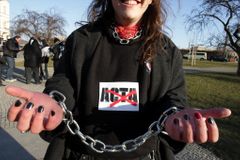Nečas couvá: Musíme se na smlouvu ACTA podívat