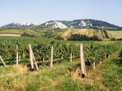 Vinice na Pálavě. Čeští vinaři drží s konkurencí krok. Zatím