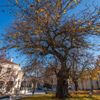 Evropský strom roku - kandidáti - Bulharsko