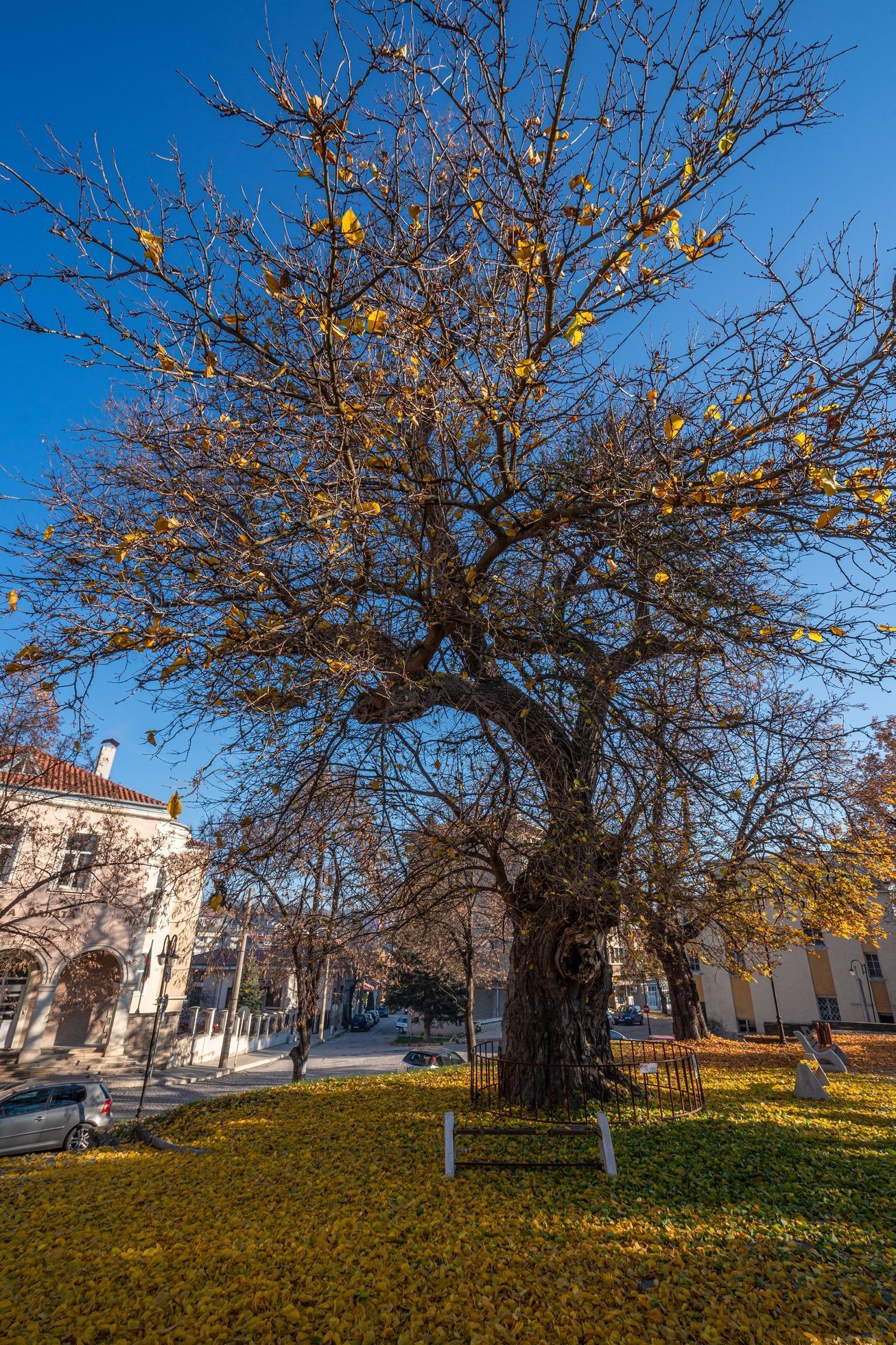 Evropský strom roku - kandidáti - Bulharsko
