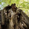 Strom roku 2021 - finalista: Dolní popovská lípa