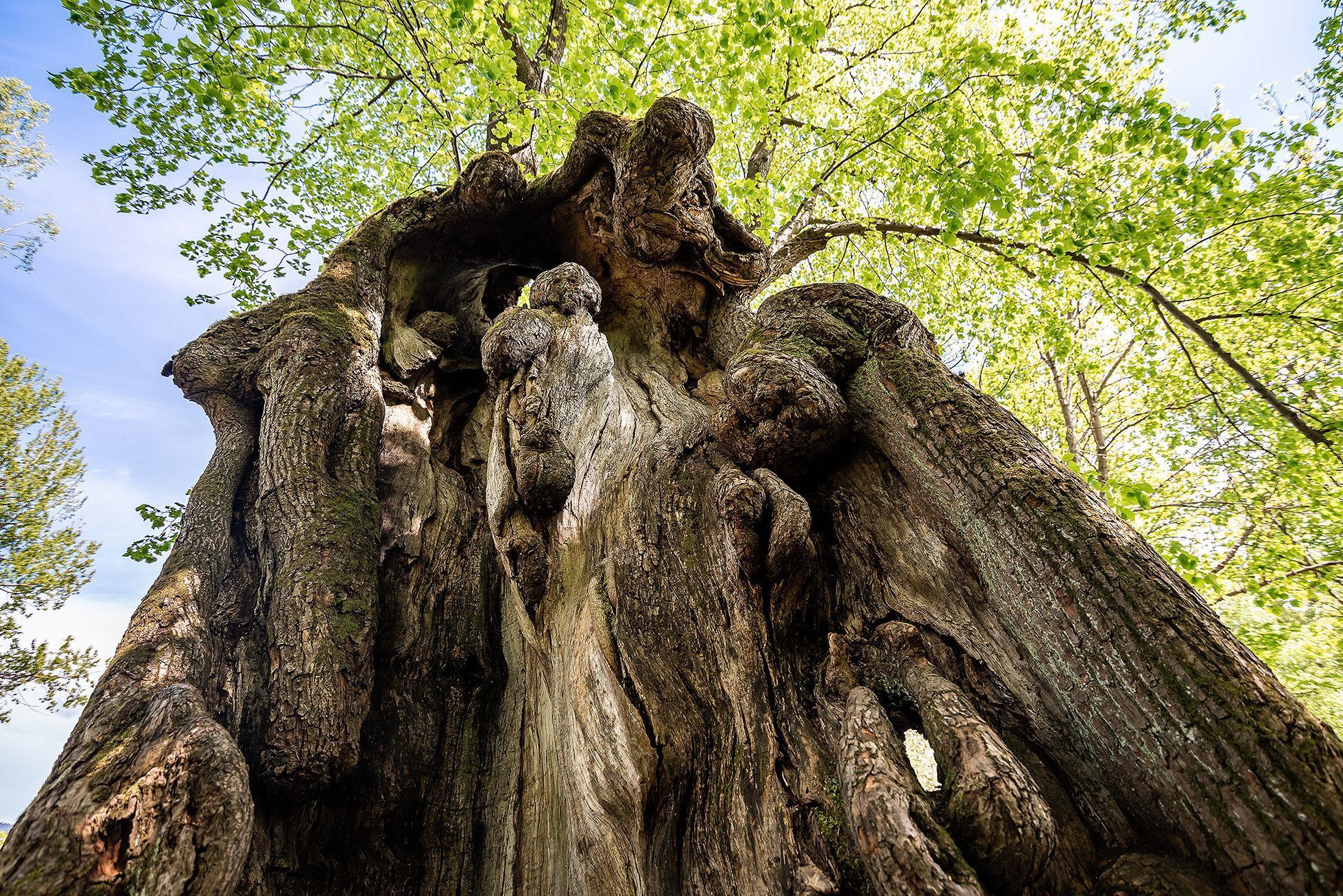 Strom roku 2021 - finalista: Dolní popovská lípa