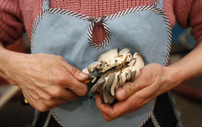 An employee prepares oyster mushrooms, also known as Veshenka mushrooms or Pleurotus Ostreatus, for packing at a private mushroom farm in the settlement of Beryozovka outside Krasnoyarsk, May 16, 2012. The farm is the only cultivator and supplier of oyster mushrooms in the region. Oyster mushrooms lower cholesterol levels and reduce the risk of oncological diseases, according to farm co-owner Sergei Murunov. REUTERS/Ilya Naymushin (RUSSIA - Tags: AGRICULTURE SOCIETY) Published: Kvě. 16, 2012, 2:57 odp.