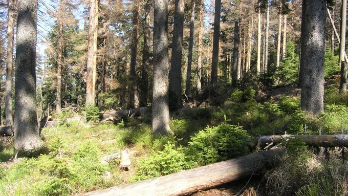 Hlídky ekologů objevily hluboké vyježděné koleje po těžké technice a rozježděnou lesní půdu, informuje Duha