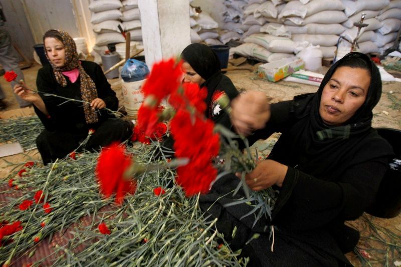 Palestinské ženy připravují karafiáty pro export z Rafahu
