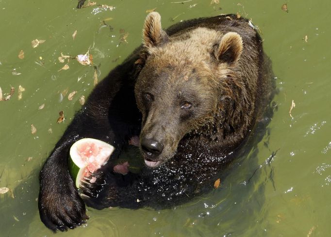 A brown bear eats a watermelon as he stands in the water during a hot day at Biopark Zoo in Rome June 22, 2012. A heat wave swept across Italy on Tuesday with temperatures of around 32 degrees made worse by the warm air from the Scipione wind blowing from north Africa. The high temperatures are expected to last for most of June. REUTERS/Remo Casilli (ITALY - Tags: ANIMALS ENVIRONMENT SOCIETY) Published: Čer. 22, 2012, 4:06 odp.