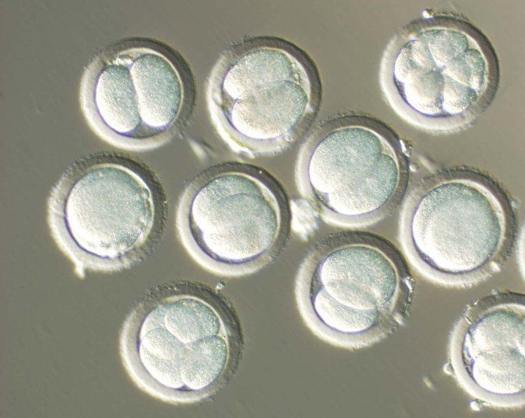 BioTalentum, Maďarsko