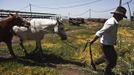 Nadav, the chief cowboy of the Yonatan herd, takes his horses back to their stalls after working with cattle on a ranch just outside Moshav Yonatan, a collective farming community, about 2 km (1 mile) south of the ceasefire line between Israel and Syria on the Golan Heights May 21, 2013. Cowboys, who have been running the ranch on the Golan's volcanic rocky plateau for some 35 years, also host the Israeli military, who use half of the cattle farm, 20,000 dunams (5,000 acres), as a live-fire training zone. Israel captured the Golan Heights from Syria in the 1967 Middle East war and annexed the territory in 1981, a move not recognized internationally. Picture taken May 21, 2013. REUTERS/Nir Elias (ENVIRONMENT ANIMALS SOCIETY) ATTENTION EDITORS: PICTURE 17 OF 27 FOR PACKAGE 'COWBOYS OF THE GOLAN HEIGHTS' SEARCH 'COWBOY GOLAN' FOR ALL IMAGES Published: Kvě. 29, 2013, 10:07 dop.