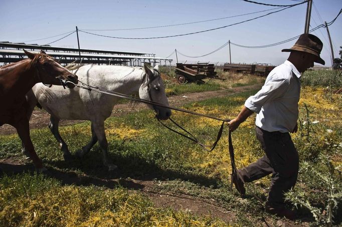 Nadav, the chief cowboy of the Yonatan herd, takes his horses back to their stalls after working with cattle on a ranch just outside Moshav Yonatan, a collective farming community, about 2 km (1 mile) south of the ceasefire line between Israel and Syria on the Golan Heights May 21, 2013. Cowboys, who have been running the ranch on the Golan's volcanic rocky plateau for some 35 years, also host the Israeli military, who use half of the cattle farm, 20,000 dunams (5,000 acres), as a live-fire training zone. Israel captured the Golan Heights from Syria in the 1967 Middle East war and annexed the territory in 1981, a move not recognized internationally. Picture taken May 21, 2013. REUTERS/Nir Elias (ENVIRONMENT ANIMALS SOCIETY) ATTENTION EDITORS: PICTURE 17 OF 27 FOR PACKAGE 'COWBOYS OF THE GOLAN HEIGHTS' SEARCH 'COWBOY GOLAN' FOR ALL IMAGES Published: Kvě. 29, 2013, 10:07 dop.