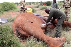 VIDEO Slon hnil zaživa, záchrana přišla na poslední chvíli