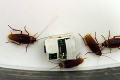 Pohyb švábů dokáže řídit nový vůdce: robot