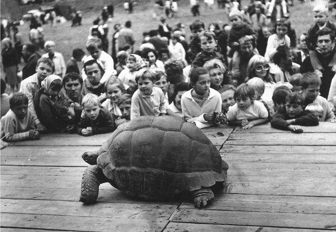 Návštěvníci Brněnské Zoo pozorují Želvu obrovskou. Nedatovaný archivní snímek (cca 60. - 70. léta)