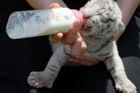 Video: V liberecké zoo se narodila mláďata bílých tygrů