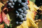 Největší producenti vína v Česku: Bodují i obchodníci, kteří nemají žádné vlastní vinice