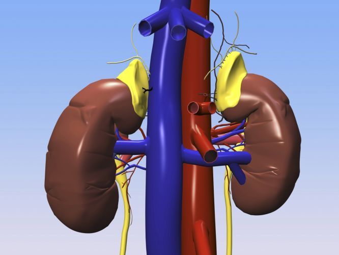ledviny model