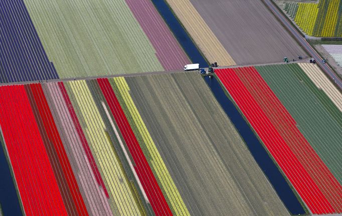 Obrovské pole tulipánů v Nizozemsku.