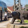 Slovensko a medvědi - zoo Bojnice a Mosty u Jablunkova