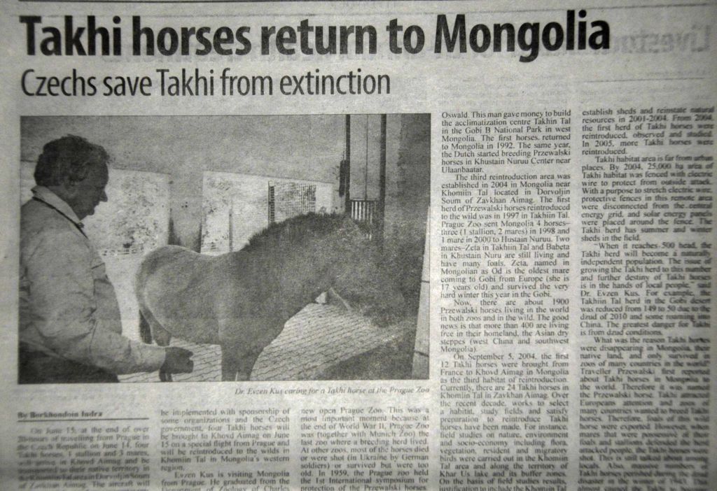 Mongolské noviny o návratu koní Převalského