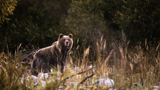 Výjimečnou dokumentární sérii Medvěd, která zkoumá otázku, jak řešit vzrůstající počet střetů medvědů s lidmi na Slovensku, uvádí platforma Oneplay.