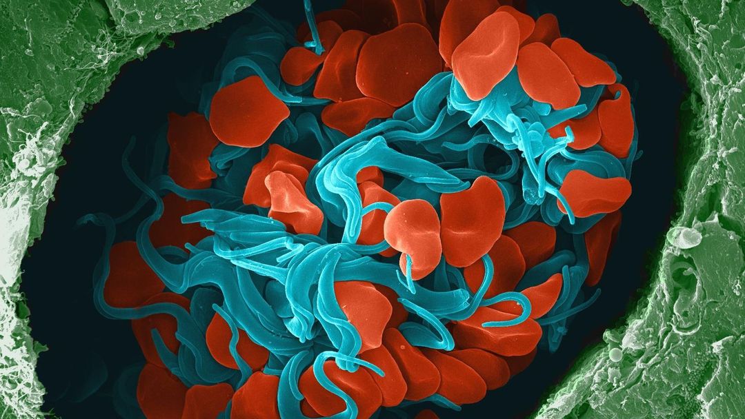Trypanosoma brucei způsobující spavou nemoc
