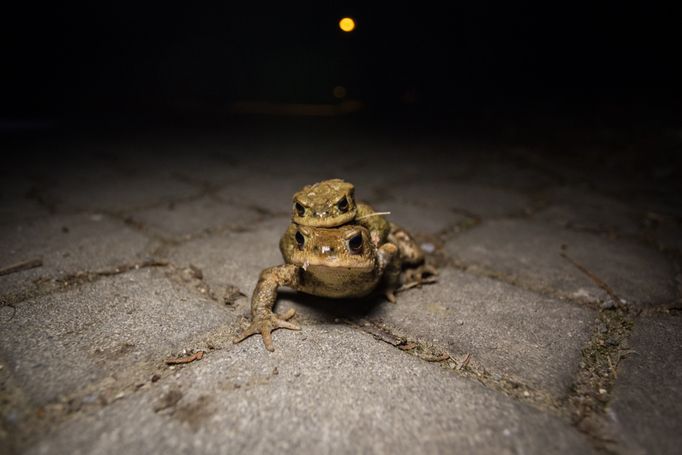 Czech Press Photo 2018 - nominace v kategorii Příroda