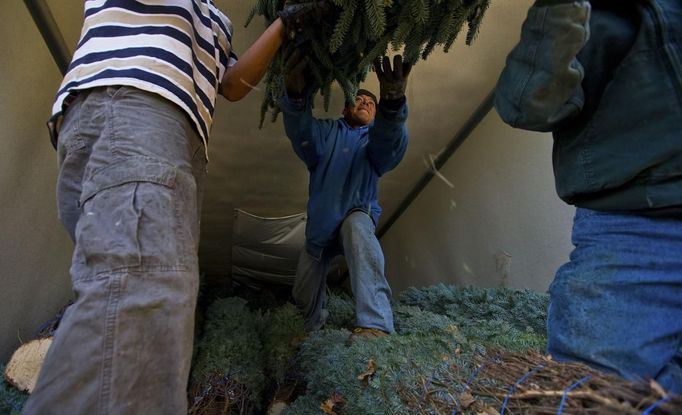 Doniel Garcia reaches out to grab a tree as it is loaded into a trailer to be shipped to Florida at Peak Farms in Jefferson, North Carolina, November 17, 2012. Crews at the farm will harvest nearly 65,000 Christmas trees this season. North Carolina has 1,500 Christmas tree growers with nearly 50 million Fraser Fir Christmas trees on over 35,000 acres. Picture taken November 17, 2012. REUTERS/Chris Keane (UNITED STATES - Tags: BUSINESS EMPLOYMENT ENVIRONMENT AGRICULTURE SOCIETY) Published: Lis. 19, 2012, 4:19 odp.