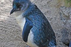 Tučňáky v Sydney chrání před útoky ostřelovači